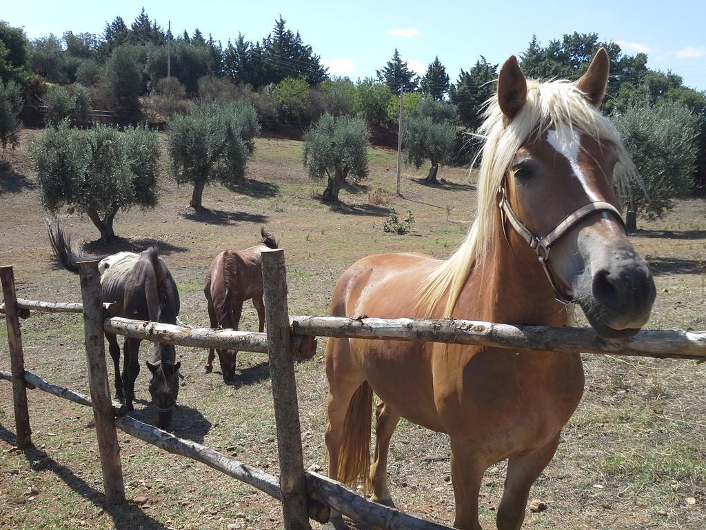 Agriturismo Terranova Пистиччи Экстерьер фото